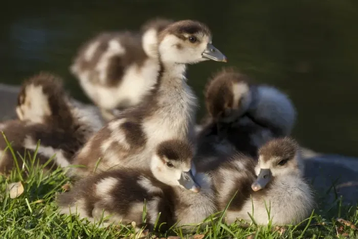 Framed Print : Egyptian Goose (Alopochen aegyptiacus) introduced species, goslings, sitting on grass beside water, Trier, Rhineland-Palatinate, Germany, july