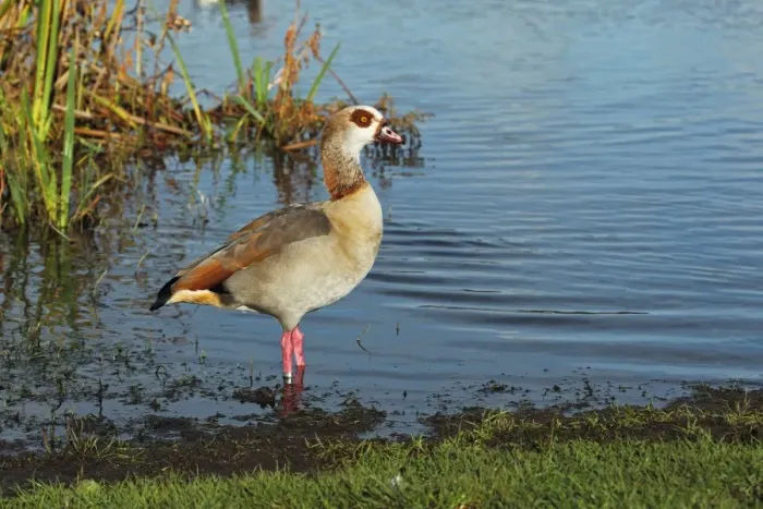 Framed Print : Egyptian Goose (Alopochen aegyptiacus) introduced species, adult, standing in water, Whitlingham Country Park, River Yare, The Broads, Norfolk, England, december Framed Print : Egyptian Goose (Alopochen aegyptiacus) introduced species, adult, standing in water, Whitlingham Country Park, River Yare, The Broads, Norfolk, England, december