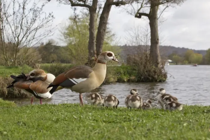 Framed Print : Egyptian Goose (Alopochen aegyptiacus) introduced species, adult pair with goslings, family standing on riverbank, River Thames, Thames Valley, Oxfordshire, England, april Framed Print : Egyptian Goose (Alopochen aegyptiacus) introduced species, adult pair with goslings, family standing on riverbank, River Thames, Thames Valley, Oxfordshire, England, april