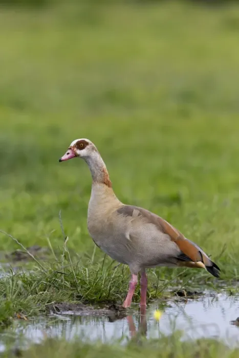 Framed Print : Egyptian Goose (Alopochen aegyptiacus) introduced species, adult, standing in shallow water on marsh, Suffolk, England