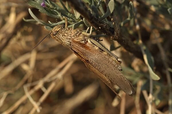 Egyptian Grasshopper (Anacridium aegyptium) adult, resting on stem, Algarve, Portugal, october