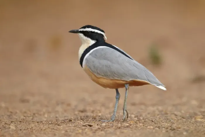Framed Print : Egyptian Plover (Pluvianus aegyptius) adult, walking on sandy riverbank, Niokolo-Koba, Senegal, february Framed Print : Egyptian Plover (Pluvianus aegyptius) adult, walking on sandy riverbank, Niokolo-Koba, Senegal, february