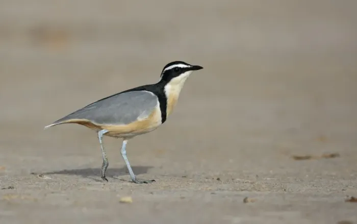 Framed Print : Egyptian Plover (Pluvianus aegyptius) adult, walking on sandy bank, near Kaolack, Senegal, october Framed Print : Egyptian Plover (Pluvianus aegyptius) adult, walking on sandy bank, near Kaolack, Senegal, october