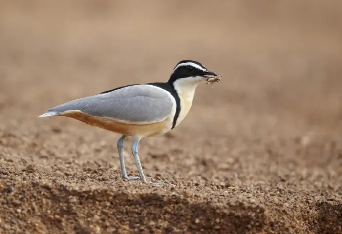 Framed Print : Egyptian Plover (Pluvianus aegyptius) adult, feeding on grasshopper, standing on sandy riverbank, Niokolo-Koba, Senegal, february Framed Print : Egyptian Plover (Pluvianus aegyptius) adult, feeding on grasshopper, standing on sandy riverbank, Niokolo-Koba, Senegal, february