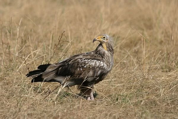 Egyptian Vulture (Neophron percnopterus) immature, standing in grass, Kenya