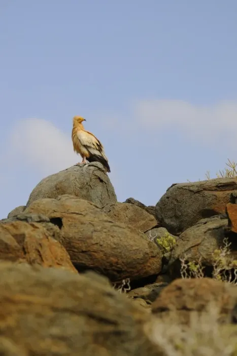 Framed Print : Egyptian Vulture (Neophron percnopterus) adult, standing on rocks in desert habitat, Socotra, Yemen, march Framed Print : Egyptian Vulture (Neophron percnopterus) adult, standing on rocks in desert habitat, Socotra, Yemen, march