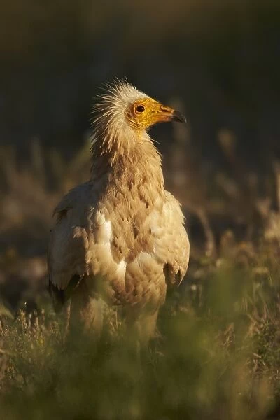 Egyptian Vulture (Neophron percnopterus) adult, standing on ground, Extremadura, Spain, May