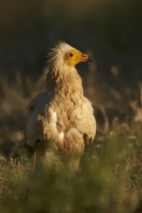Framed Print : Egyptian Vulture (Neophron percnopterus) adult, standing on ground, Extremadura, Spain, May Framed Print : Egyptian Vulture (Neophron percnopterus) adult, standing on ground, Extremadura, Spain, May