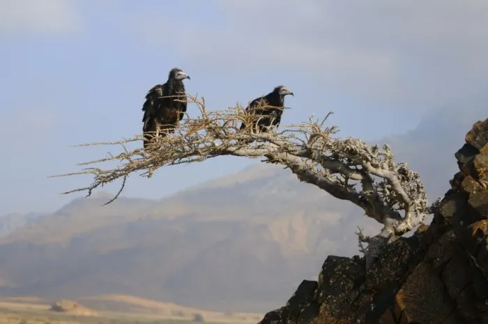 Framed Print : Egyptian Vulture (Neophron percnopterus) two juveniles, perched on tree in desert habitat, Socotra, Yemen, march