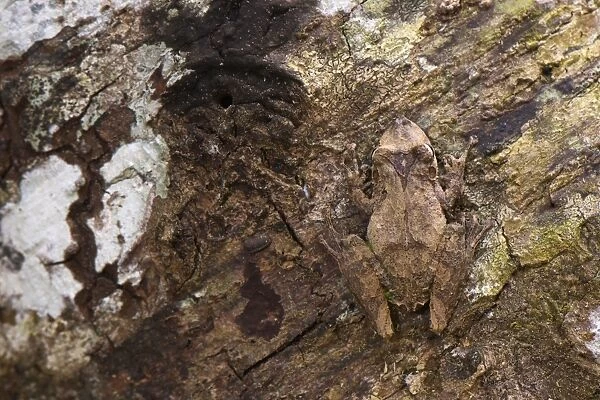 Eirunepe Snouted Treefrog (Scinax garbei) adult, camouflaged on tree trunk, Los Amigos Biolgical Station, Madre de Dios, Amazonia, Peru