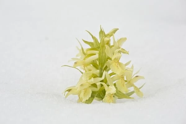 Elder-flowered Orchid (Dactylorhiza sambucina) yellow form, flowering, growing in snow, Grande Piano