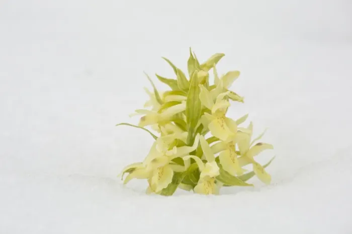 Framed Print : Elder-flowered Orchid (Dactylorhiza sambucina) yellow form, flowering, growing in snow, Grande Piano Framed Print : Elder-flowered Orchid (Dactylorhiza sambucina) yellow form, flowering, growing in snow, Grande Piano