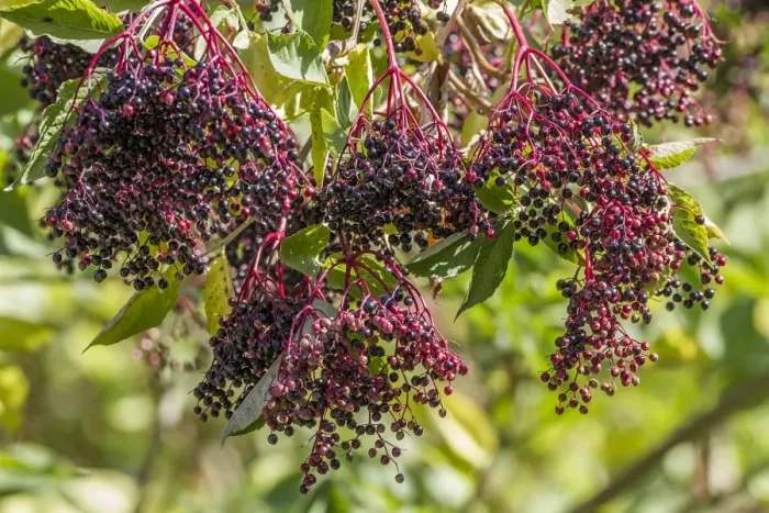 Framed Print : Elder fruit - autumn