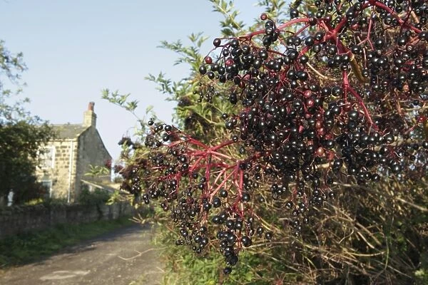 Elder (Sambucus nigra) close-up of berries, growing in hedgerow beside country lane, with house in background, Thorner