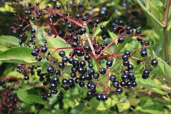 Elder (Sambucus nigra) close-up of berries, growing in hedgerow, Mendlesham, Suffolk, England, September