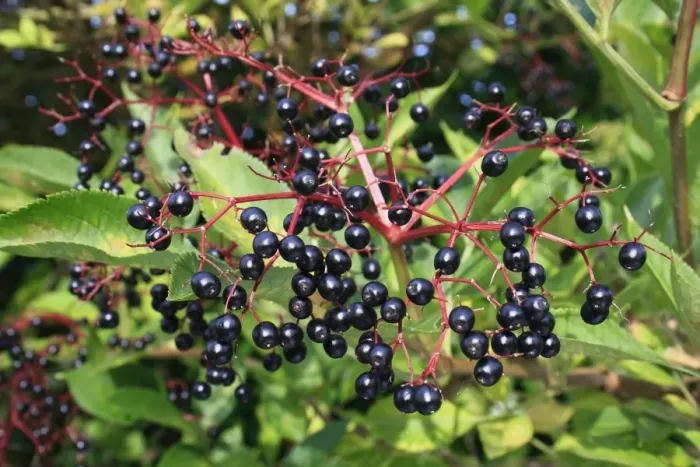 Framed Print : Elder (Sambucus nigra) close-up of berries, growing in hedgerow, Mendlesham, Suffolk, England, September Framed Print : Elder (Sambucus nigra) close-up of berries, growing in hedgerow, Mendlesham, Suffolk, England, September
