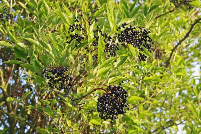 Framed Print : Elder (Sambucus nigra) close-up of leaves and berries, growing in river valley fen, Middle Fen