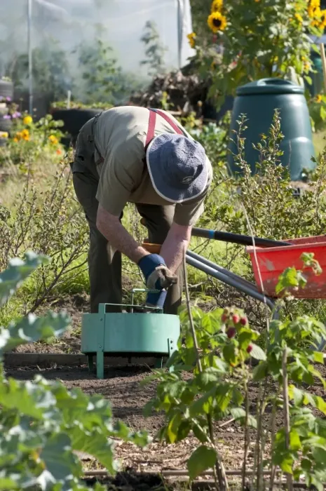 Framed Print : Elderly man working in allotment garden, Norfolk, England, september