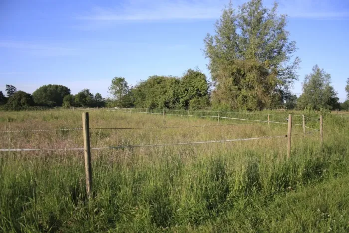 Framed Print : Electric fencing tape around horse paddock with long grass, Roydon, Upper Waveney Valley, Norfolk, England, june Framed Print : Electric fencing tape around horse paddock with long grass, Roydon, Upper Waveney Valley, Norfolk, England, june