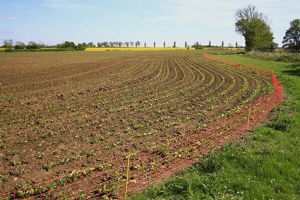Electric rabbit fence at edge of arable field, to protect Sugar Beet (Beta vulgaris) crop from feeding damage, Bacton