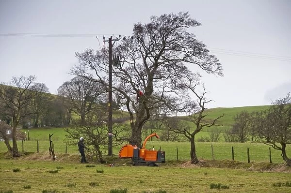 Electricity North West workers removing branches from trees to clear electricity powerlines, Whitewell, Lancashire