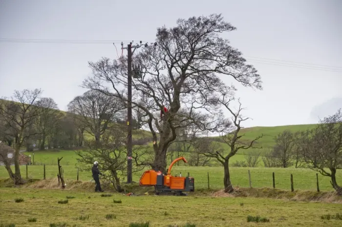 Framed Print : Electricity North West workers removing branches from trees to clear electricity powerlines, Whitewell, Lancashire Framed Print : Electricity North West workers removing branches from trees to clear electricity powerlines, Whitewell, Lancashire