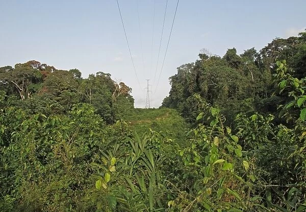 Electricity transmission pylons crossing clearing in tropical rainforest, Ankasa Reserve, Ghana, February