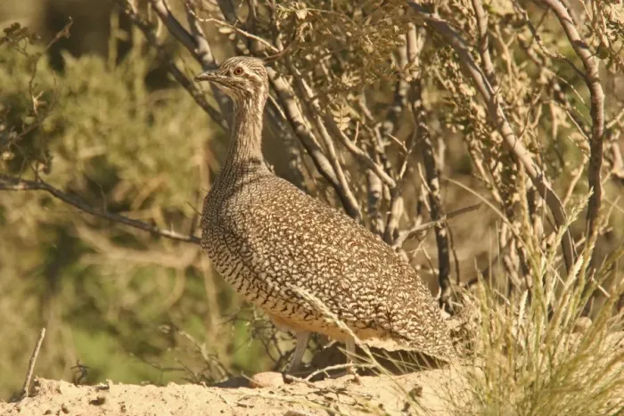 Framed Print : Elegant Crested Tinamou (Eudromia elegans) adult, standing, Valdes Peninsula, Chubut, Argentina, september Framed Print : Elegant Crested Tinamou (Eudromia elegans) adult, standing, Valdes Peninsula, Chubut, Argentina, september
