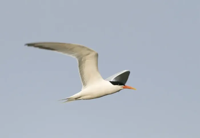 Framed Print : Elegant Tern (Thalasseus elegans) adult, summer plumage, in flight, Bolsa Chica, California, U. S. A. april