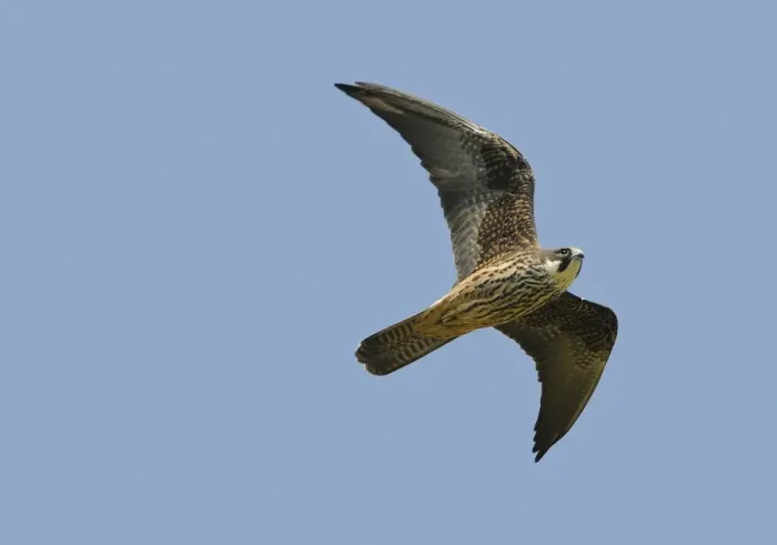 Framed Print : Eleonoras Falcon (Falco eleonorae) pale morph, adult, in flight, Lemnos, Greece, April Framed Print : Eleonoras Falcon (Falco eleonorae) pale morph, adult, in flight, Lemnos, Greece, April
