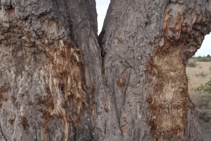 Framed Print : Elephant damage to a Baobabe tree Framed Print : Elephant damage to a Baobabe tree