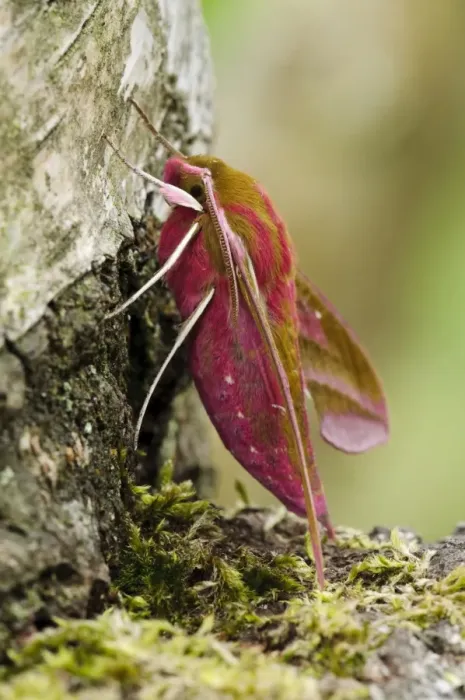 Framed Print : Elephant Hawkmoth (Deilephila elpenor) adult, resting on birch tree, Thursley Common National Nature Reserve, Surrey Framed Print : Elephant Hawkmoth (Deilephila elpenor) adult, resting on birch tree, Thursley Common National Nature Reserve, Surrey