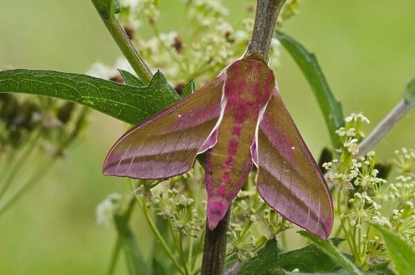 Elephant Hawkmoth (Deilephila elpenor) adult, resting on stem, Priory Water Nature Reserve, Leicestershire, England