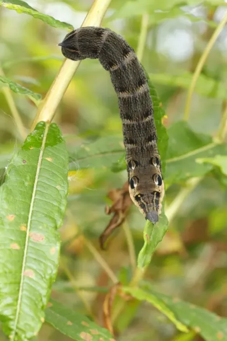 Framed Print : Elephant Hawkmoth (Deilephila elpenor) caterpillar, feeding on Rosebay Willowherb (Epilobium angustifolium) leaves, Powys, Wales, august