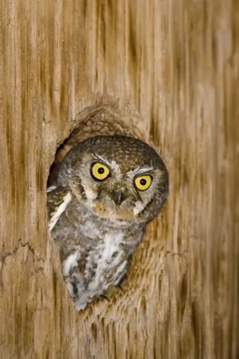 Framed Print : Elf Owl (Micrathene whitneyi) adult, looking out from roost hole, U. S. A