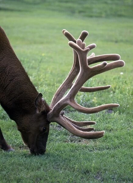 Elk male with velvet antlers