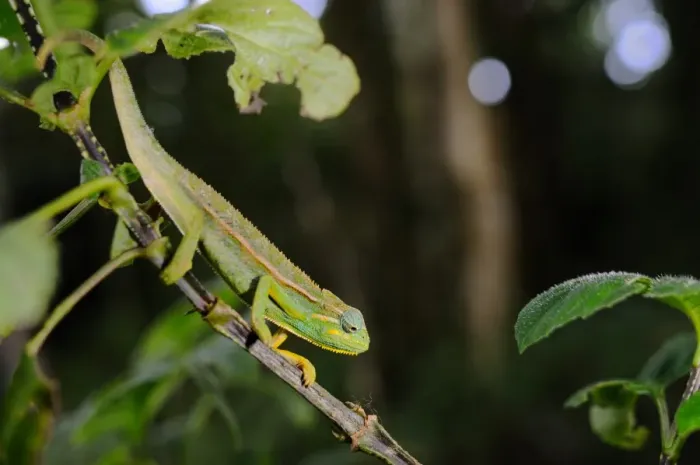 Framed Print : Elliot's Chameleon (Trioceros ellioti) adult, climbing on stem in montane rainforest, Nyungwe Forest N. P. Rwanda, october Framed Print : Elliot's Chameleon (Trioceros ellioti) adult, climbing on stem in montane rainforest, Nyungwe Forest N. P. Rwanda, october