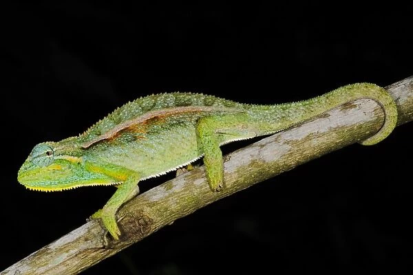 Elliot's Chameleon (Trioceros ellioti) adult, on branch in montane rainforest, Nyungwe Forest N. P. Rwanda