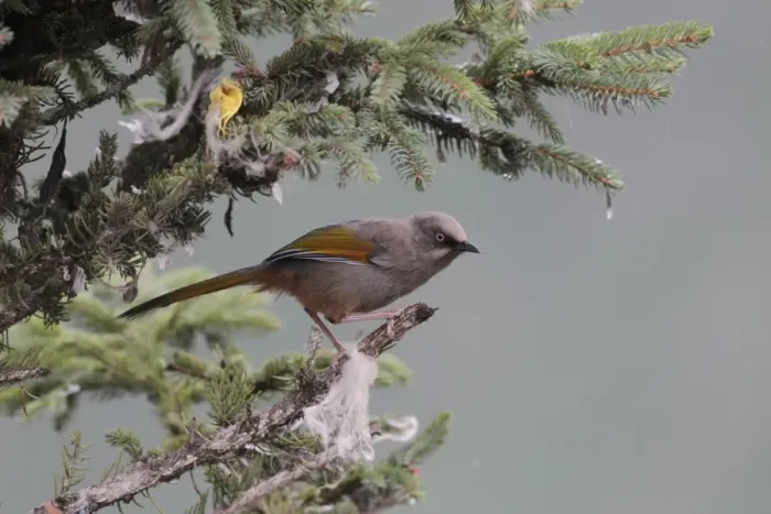 Framed Print : Elliot's Laughingthrush (Garrulax elliotii) adult, perched in conifer tree with scraps of prayer flags, Yeliguan, Southern Gansu Province, China, september