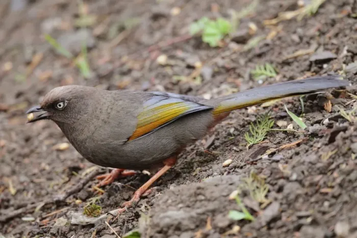 Framed Print : Elliot's Laughingthrush (Garrulax elliotii) adult, feeding on ground, with barley seed in beak, Yunnan, China, april Framed Print : Elliot's Laughingthrush (Garrulax elliotii) adult, feeding on ground, with barley seed in beak, Yunnan, China, april