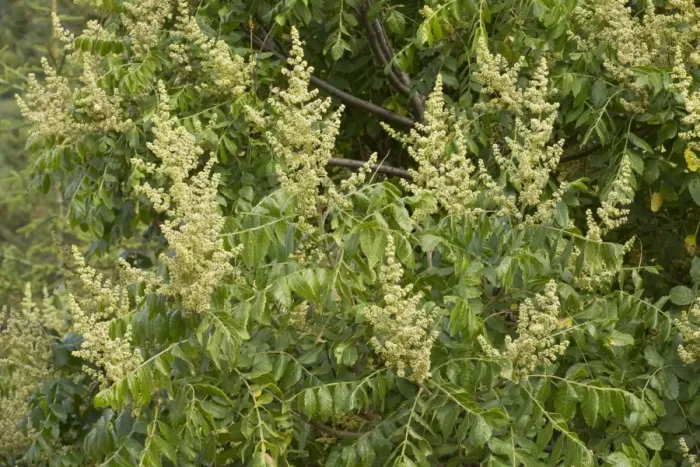 Framed Print : Elm-leaved Sumach (Rhus coriaria) flowering, Pontic Mountains, Anatolia, Turkey, July Framed Print : Elm-leaved Sumach (Rhus coriaria) flowering, Pontic Mountains, Anatolia, Turkey, July