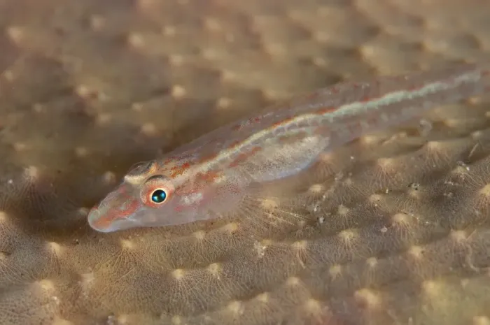 Framed Print : Elongate Ghostgoby (Pleurosicya elongata) adult, resting on coral, Lembeh Straits, Sulawesi, Sunda Islands, Indonesia Framed Print : Elongate Ghostgoby (Pleurosicya elongata) adult, resting on coral, Lembeh Straits, Sulawesi, Sunda Islands, Indonesia