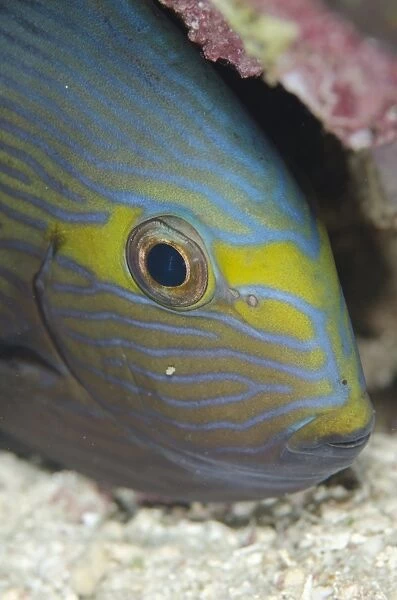 Elongate Surgeonfish (Acanthurus mata) adult, close-up of head, Tatawa Besar Island, between Komodo and Flores Islands