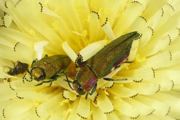 Framed Print : Emerald Ash-borer Beetle (Anthaxia hungarica) two adults, on hawkbit flower, near Minerve, Herault, Languedoc-Roussillon, France, may Framed Print : Emerald Ash-borer Beetle (Anthaxia hungarica) two adults, on hawkbit flower, near Minerve, Herault, Languedoc-Roussillon, France, may