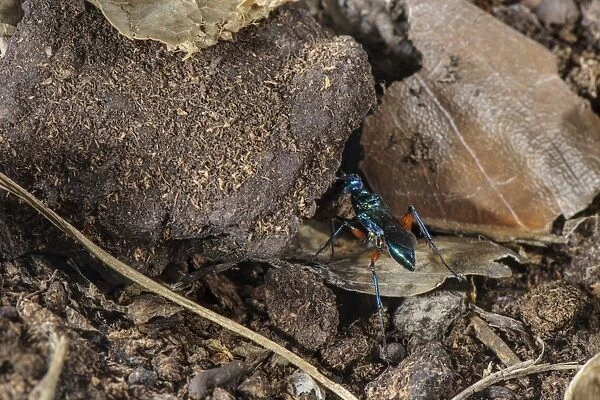 Emerald Cockroach Wasp (Ampulex compressa) adult female, carrying material to burrow with buried American Cockroach
