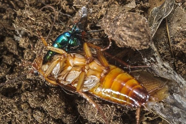 Emerald Cockroach Wasp (Ampulex compressa) adult female, stinging American Cockroach (Periplaneta americana)
