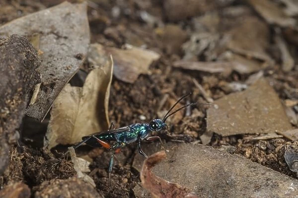 Emerald Cockroach Wasp (Ampulex compressa) adult female, beside burrow entrance, South Asia