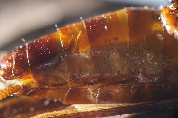 Emerald Cockroach Wasp (Ampulex compressa) larva, inside body of American Cockroach (Periplaneta americana) host