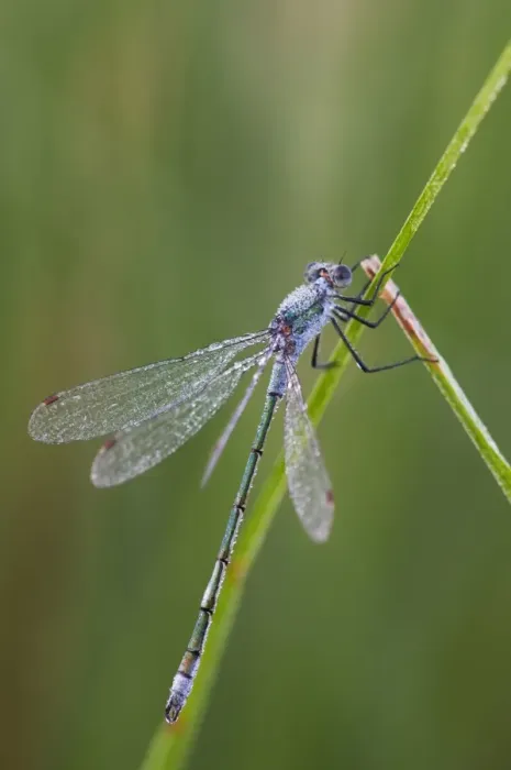 Framed Print : Emerald Damselfly (Lestes sponsa) adult, covered in dew, clinging to reed at dawn, Elmley Marshes N. N. R Framed Print : Emerald Damselfly (Lestes sponsa) adult, covered in dew, clinging to reed at dawn, Elmley Marshes N. N. R