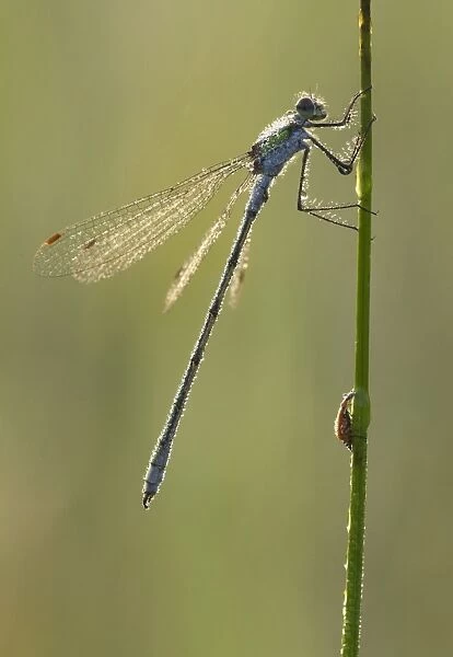 Emerald Damselfly (Lestes sponsa) adult male, covered in dew, resting on stem in early morning, Leicestershire